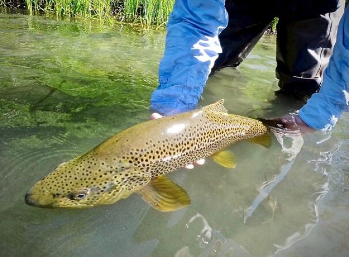 Guided Fly Fishing on Truckee River, Lake Tahoe, Truckee and Reno