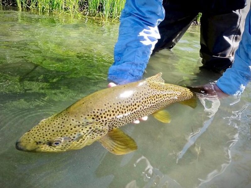 Guided Fly Fishing on Truckee River, Lake Tahoe, Truckee and Reno