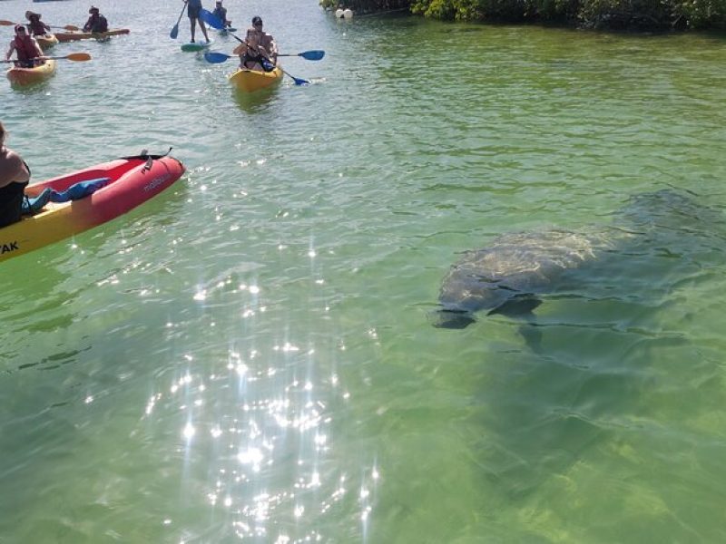 Mangrove Jungle Exploration on SUP/Kayak