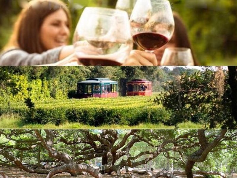 Wine Sippin'-Tea Drinkin'-Tree Huggin' Lowcountry Adventure