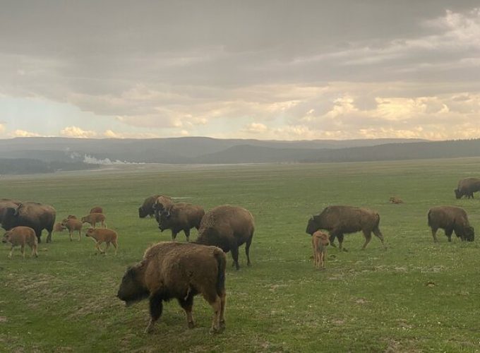 Guided Yellowstone National Park Trip