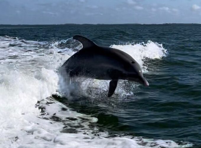 Private ONLY Dolphin Boat Tours