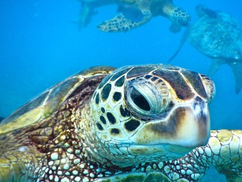 2.5 Hour Xpress Snorkel from Ka’anapali Beach