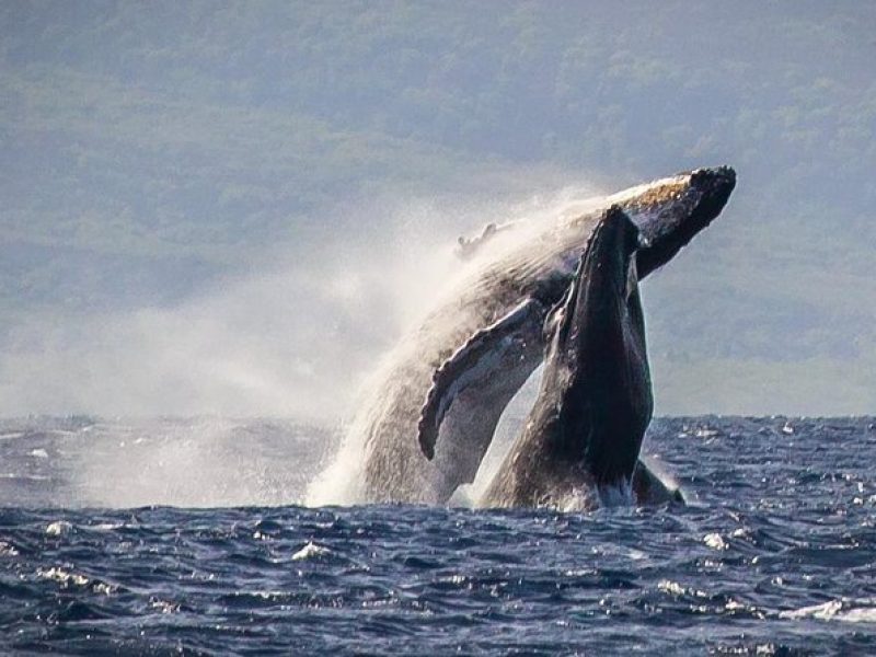 Whale Watching Cruise with Open Bar from Ka'anapali Beach