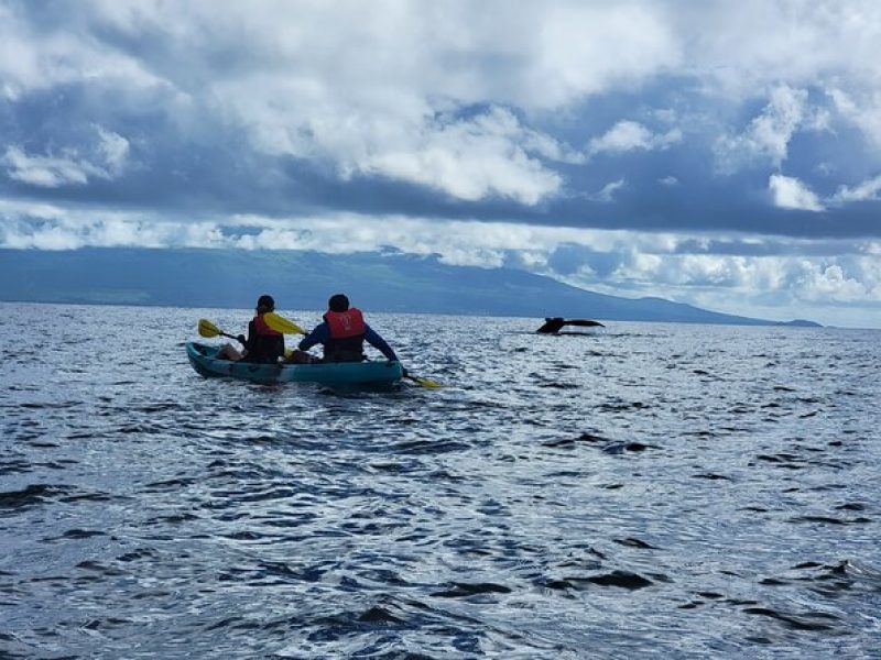 Kayak Whale Watch and Snorkeling – Olowalu