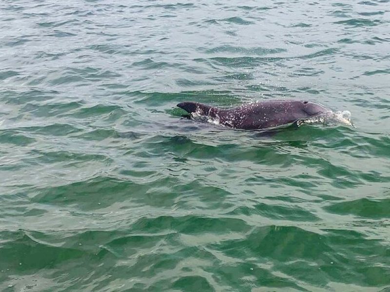 2-Hour Dolphin Watching Tour in Florida