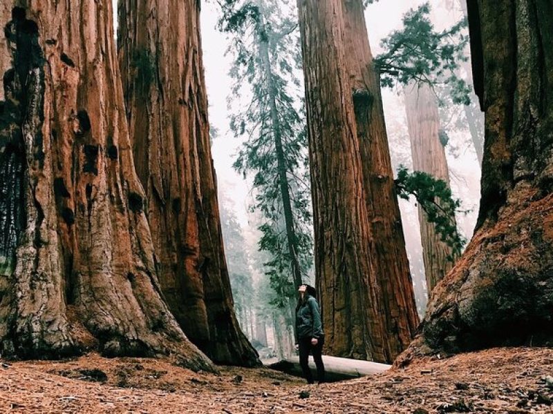 Yosemite and Giant Sequoias Day Tour