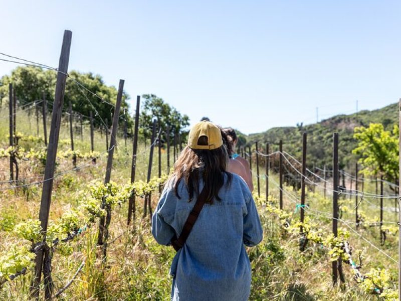 Malibu: Guided Vineyard Hike with Photo Stops and Wine