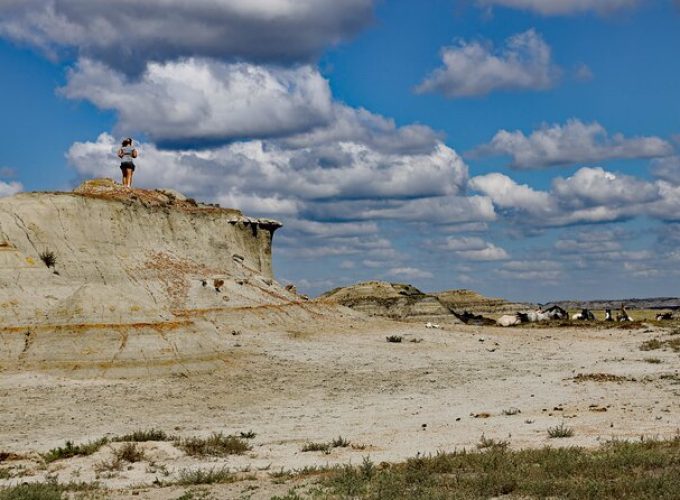 Half Day Chasing Horses Wildlife Photography Experience in North Dakota