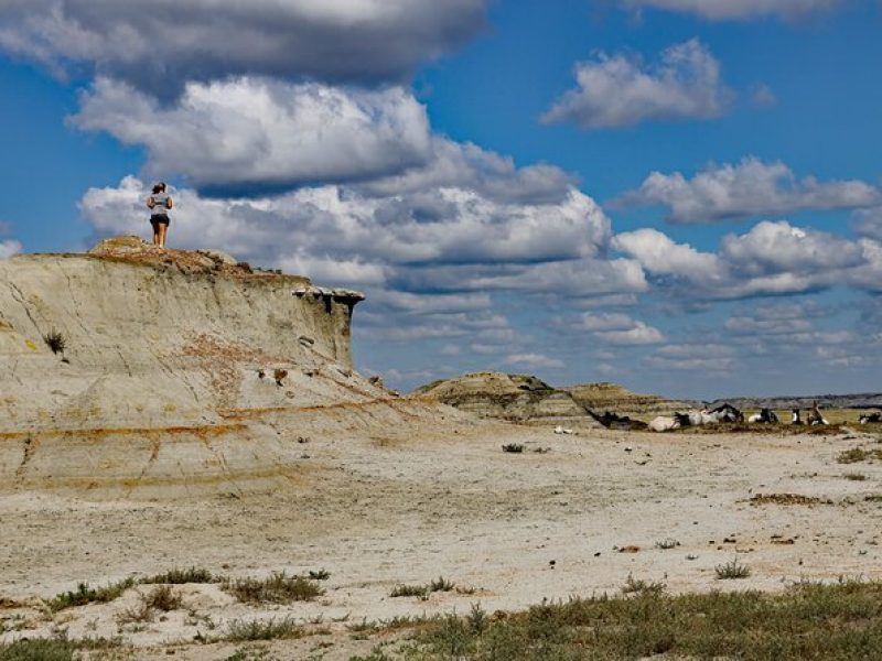 Half Day Chasing Horses Wildlife Photography Experience in North Dakota