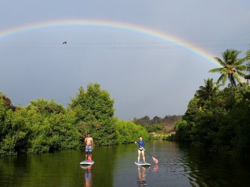 Stand Up Paddle Nature and Turtle tour-Guaranteed to see turtles