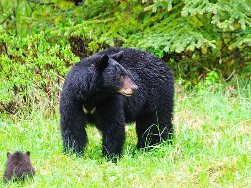 Customizable Private Tour in Ketchikan with Pick Up