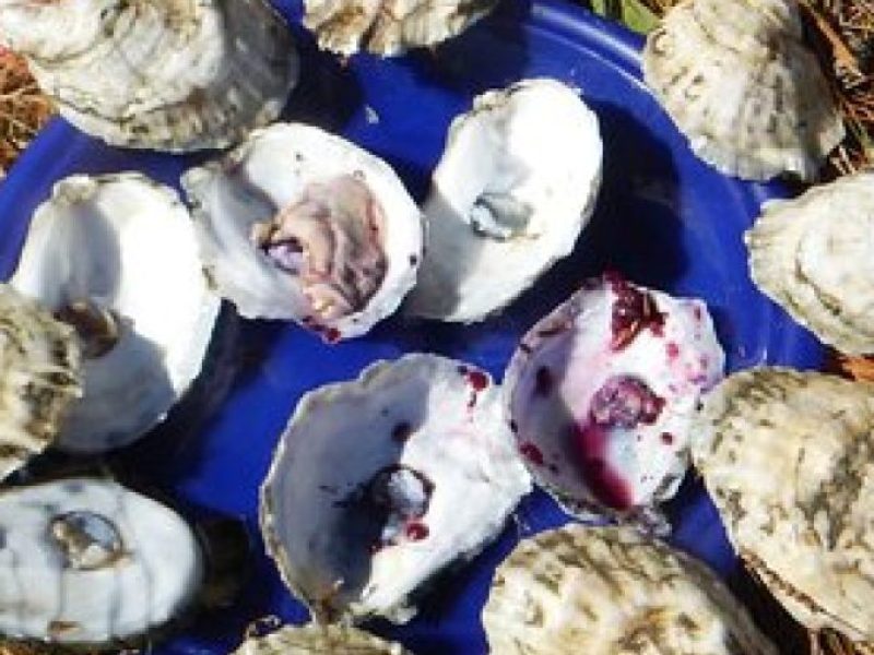 Oyster Farm & Complimentary Tasting Sea Kayak Tour in Casco Bay