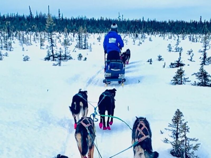 Winter Dog Sledding in Knik, Alaska