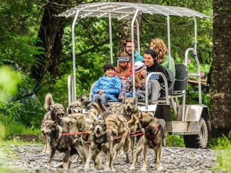 Kennel Tour and Dog Sled Ride