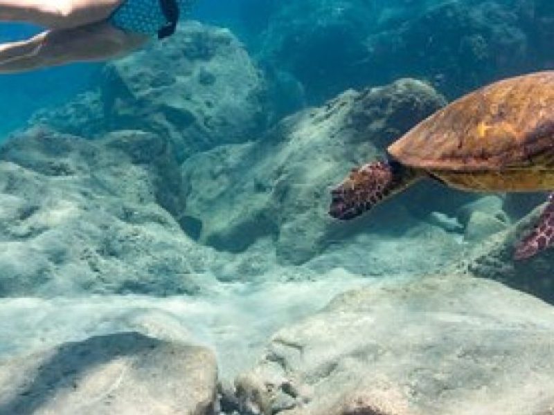 Turtle Gardens West Maui Snorkel Tour