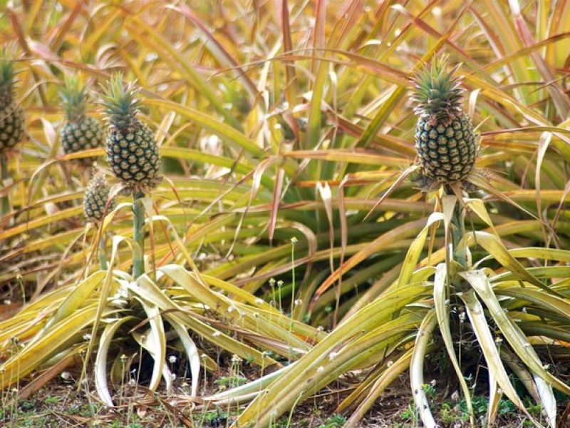 Private Tour Maui Pineapple Farm in Haliimaile