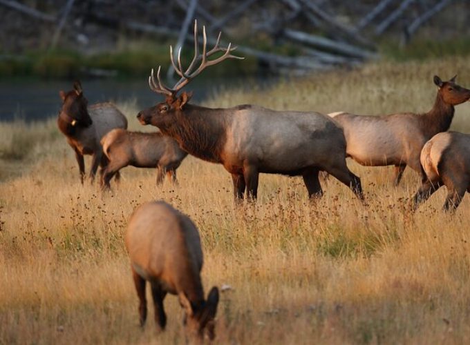 Private Tour Yellowstone CONIC Sites, Wildlife, Friendly Hikes