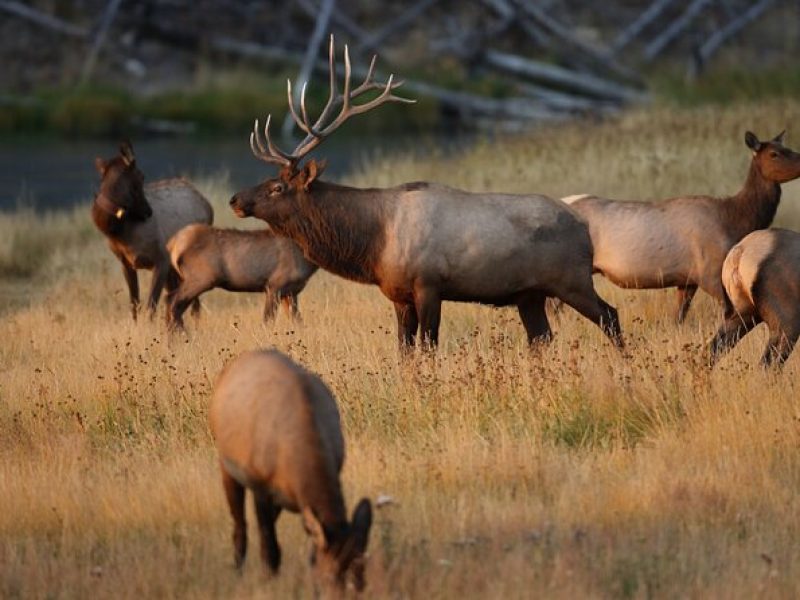 Private Tour Yellowstone CONIC Sites, Wildlife, Friendly Hikes