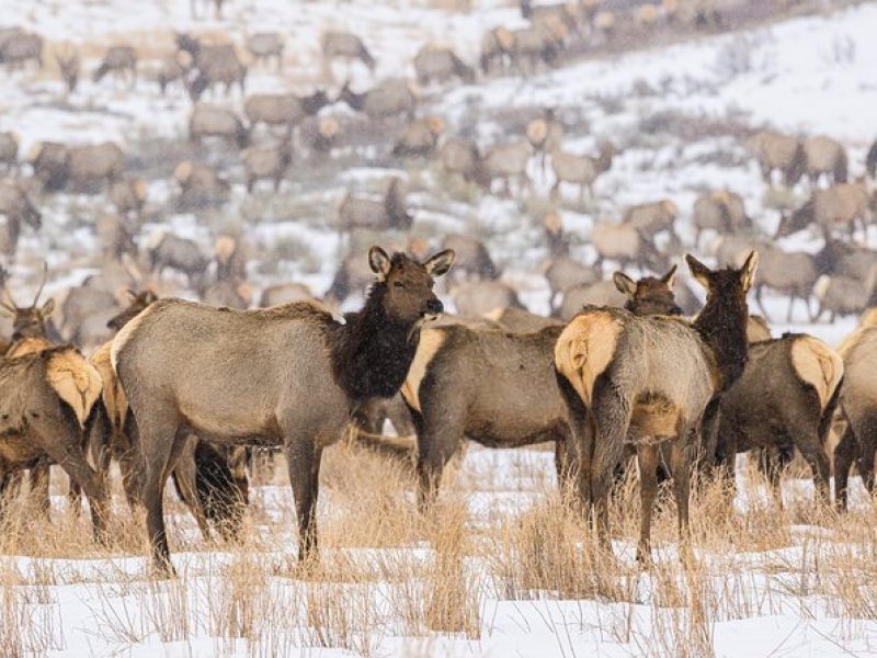 Private Tour Grand Teton National Park