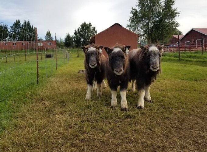 Guided Tour of Musk Ox Farm & Scenic Drive from Anchorage