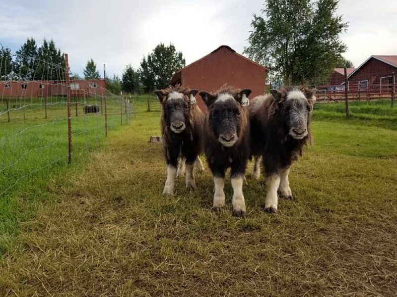 Guided Tour of Musk Ox Farm & Scenic Drive from Anchorage