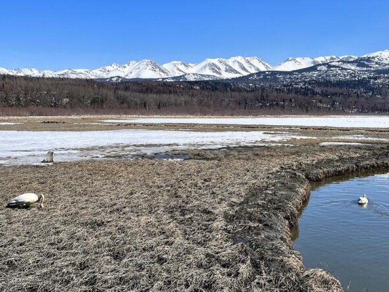 Escaping Anchorage Spring Wildlife Tour