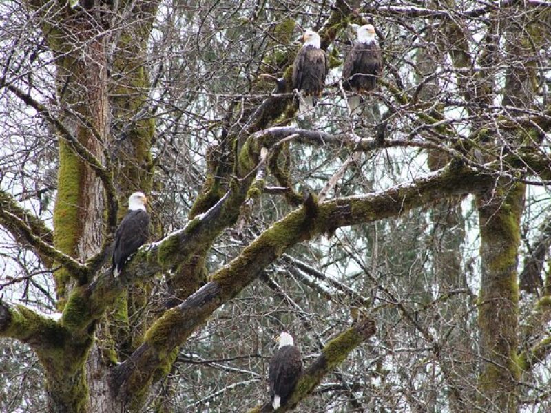 Bald Eagles Nesting Area Tour at Skagit River