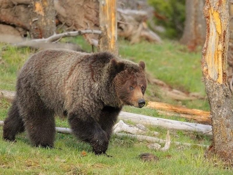 Yellowstone Custom Wildlife and Nature Tour