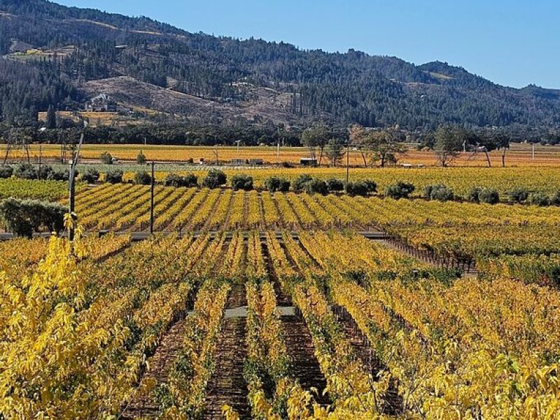 Private Guided Wine Tour of Napa Valley