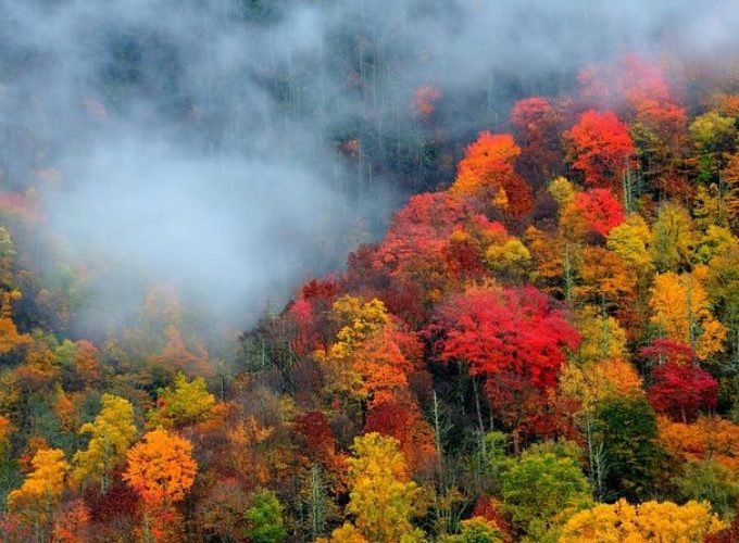 Trees of Many Colors Tour from Pigeon Forge