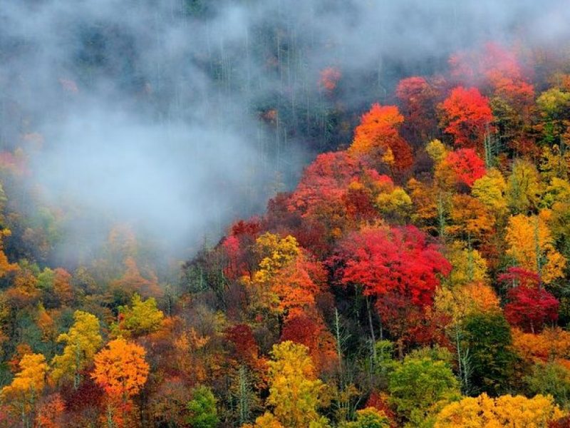 Trees of Many Colors Tour from Pigeon Forge