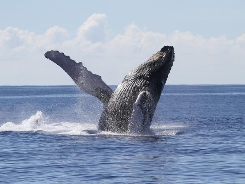 Whale Watch Cruise Aboard The Majestic by Atlantis Cruises