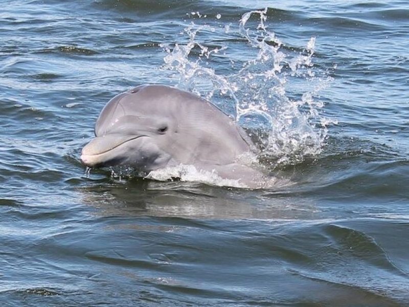 Cocoa Beach Dolphin Tours on the Banana River