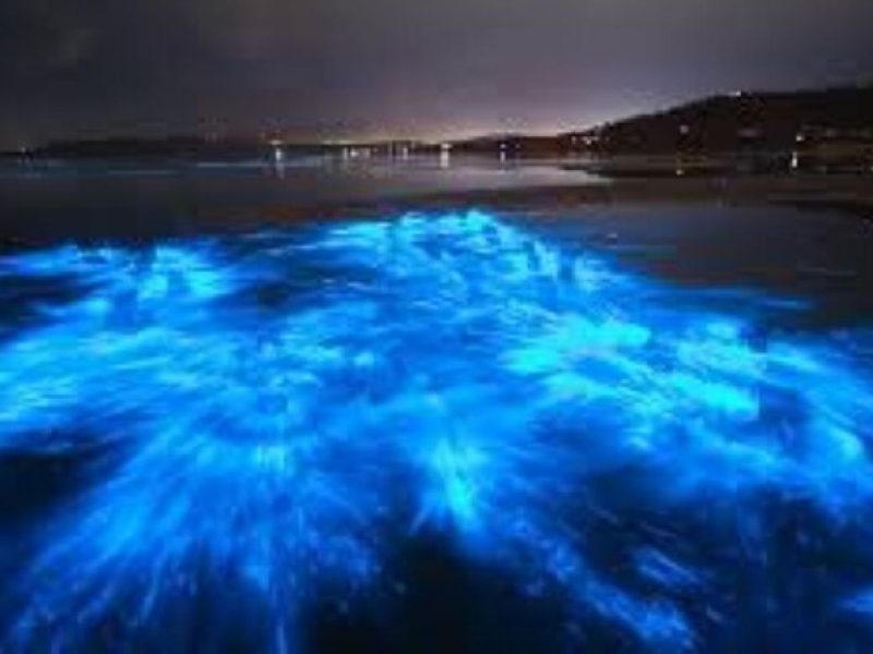 Thousand Island Bioluminescence Tour