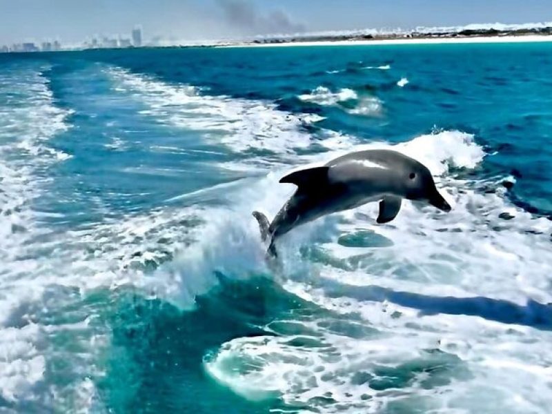 Private 2-Hour Dolphin and Sightseeing Tour