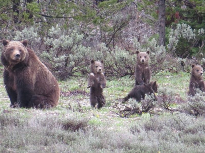 Yellowstone National Park – Full-Day Lower Loop Tour from Jackson