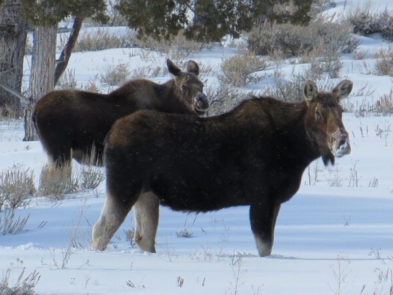 Jackson Hole & Grand Teton Park – Full-Day Wildlife Tour