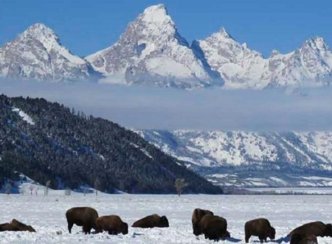 Jackson Hole & Grand Teton Park – Half-Day Wildlife Tour – Afternoon