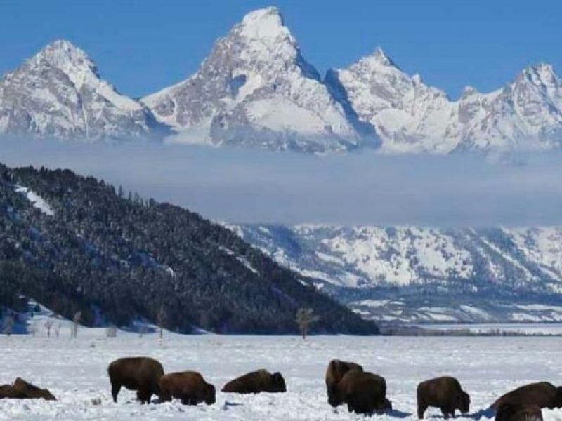 Jackson Hole & Grand Teton Park – Half-Day Wildlife Tour – Afternoon