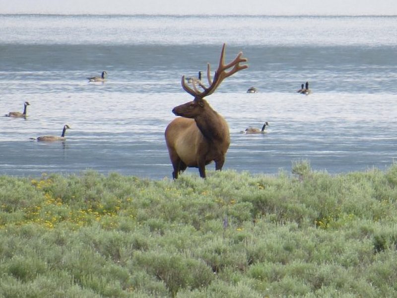 2-Day Private Tour of Yellowstone National Park Lower & Upper Loops