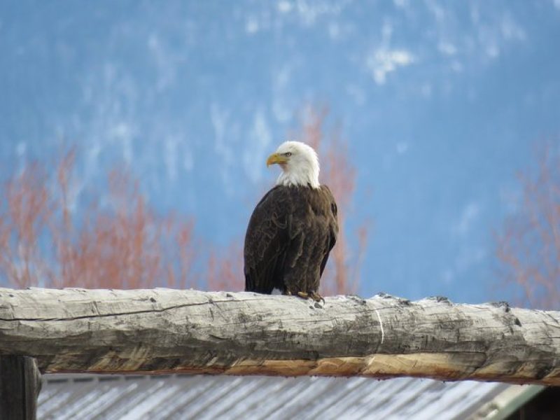 Grand Teton Park & Jackson Hole – PRIVATE Full-Day Wildlife Tour