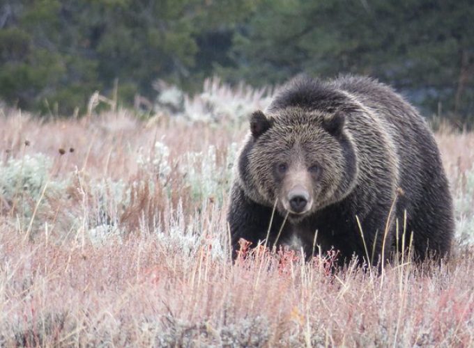 Yellowstone & Grand Teton National Parks – Ultimate Wildlife Safari