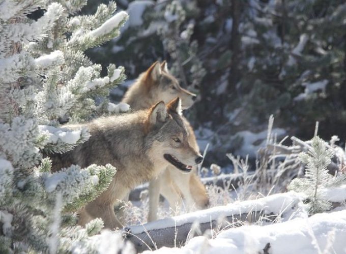 Yellowstone National Park – PRIVATE Upper Loop Tour from West Yellowstone