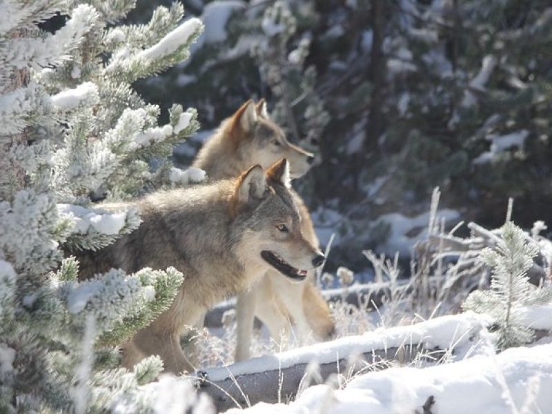 Yellowstone National Park – PRIVATE Upper Loop Tour from West Yellowstone