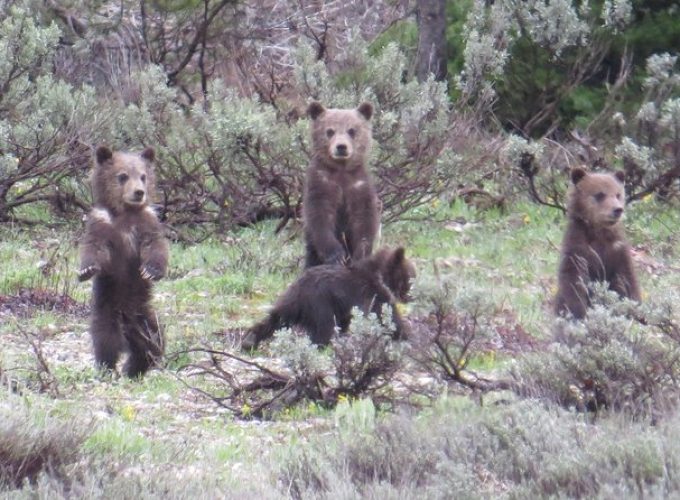 Grand Teton National Park – PRIVATE Sunrise Tour from Jackson Hole