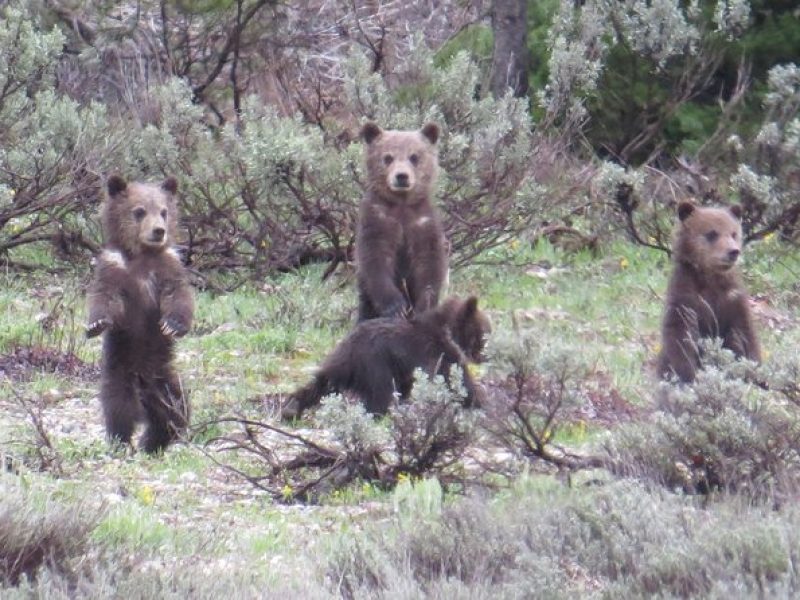 Grand Teton National Park – PRIVATE Sunrise Tour from Jackson Hole