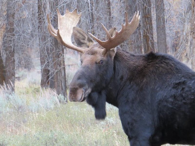 Grand Teton National Park – Sunrise Tour from Jackson Hole