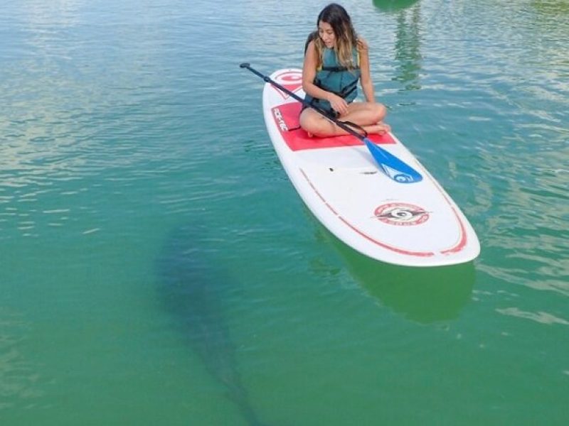 Guided Dolphin Tour by Kayak & SUP – Big Hickory Island