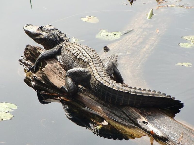 3 Hour Natural Florida Everglades Guided Bicycle Eco Tour